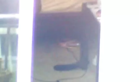 Rubia peliculas de travestis en español amorosa chica atrapa un zumbido de su amante lamiendo su coño